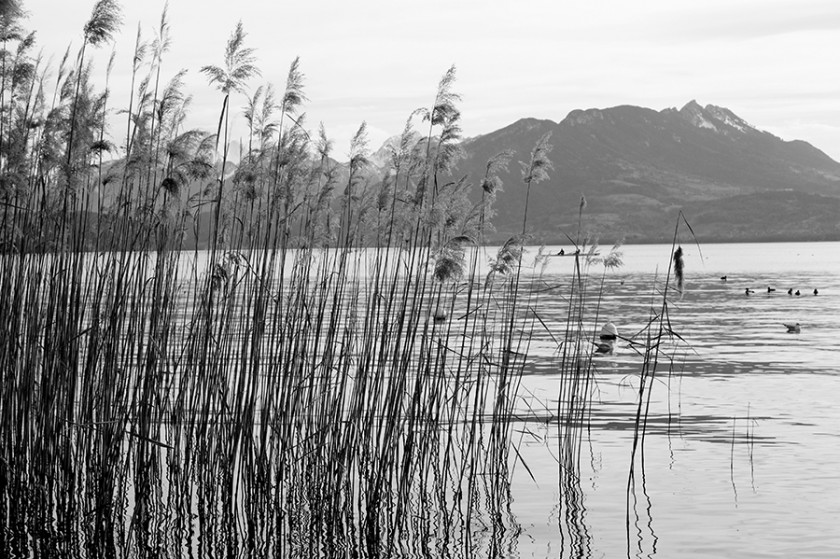 lac, annecy, haute savoie, 74, eau, roseaux, montagne, reflets, ondulations, noir et blanc, photo, photos, photographie, photographies